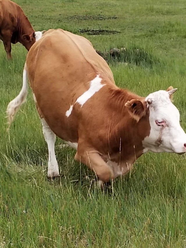 牛尾上的秘密，竟还能看出母牛怀没怀孕！