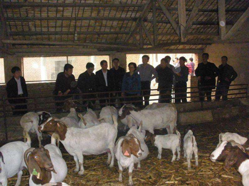 波尔山羊口疮是什么病,波尔山羊得上口疮怎么治疗