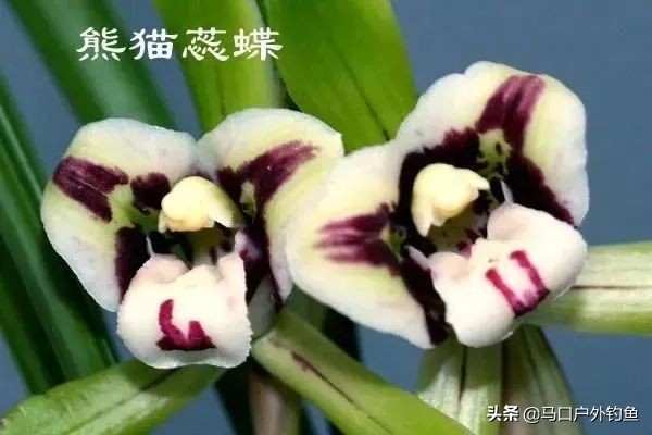 蝴蝶兰花是名贵的吗,中国兰花的鉴赏标准