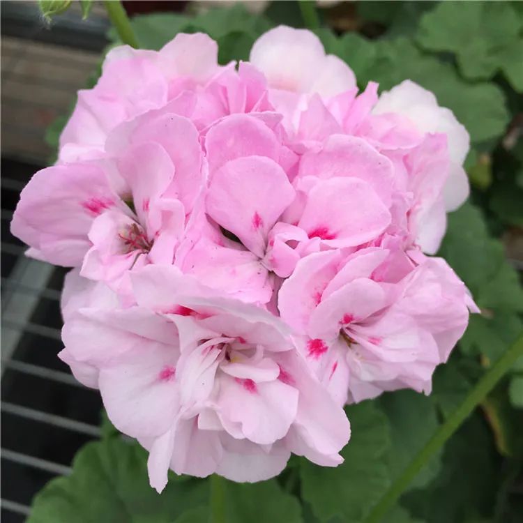 这种花别乱浇水水越多越不开花,这种花不怕冷好养易活