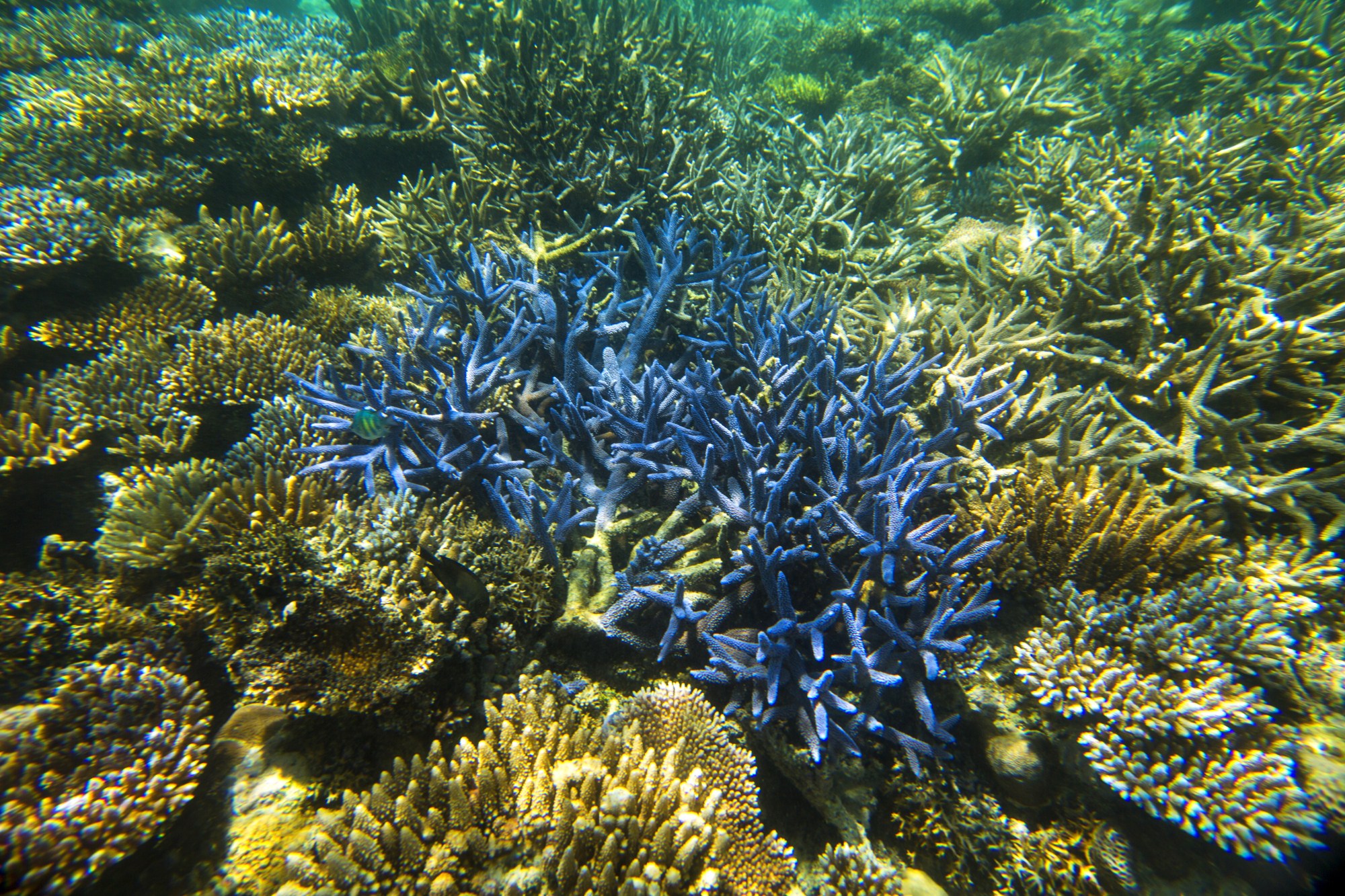 一定是特别的缘分——帕劳,再遇见「周若雪Patty」·上