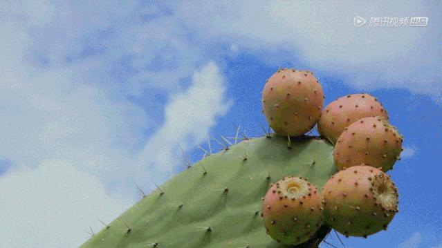 10种你想不到的水果,8种你从未听说过的最独特的水果