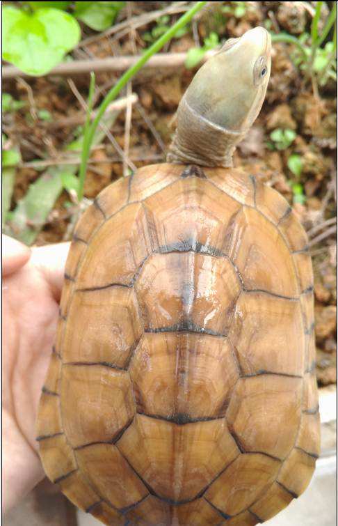 龟冬眠的注意事项视频,龟缸养龟要冬眠吗