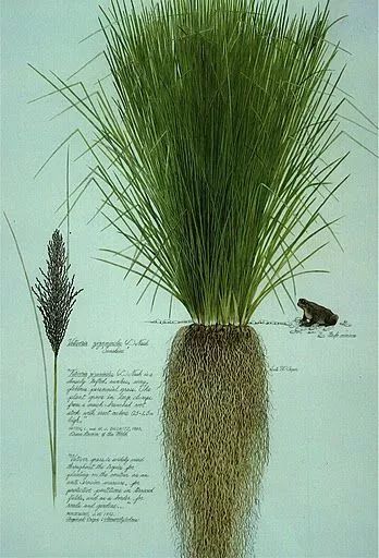 涓尰鑺抽鐤楁剤,涓尰蹇冪伒鑺抽鐤楁硶