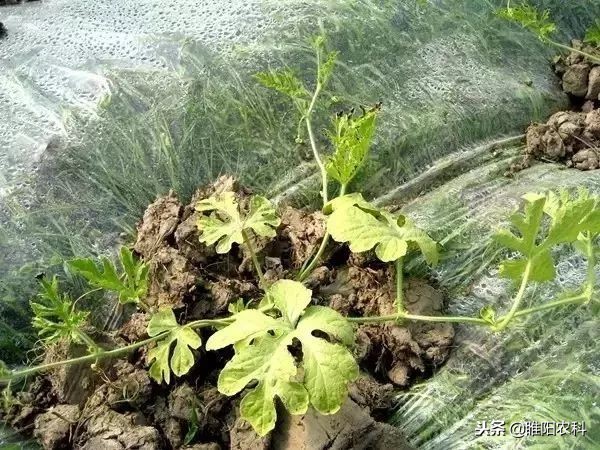 瓜苗因受药害迟迟不长怎么办,瓜苗受寒不长怎么办呢