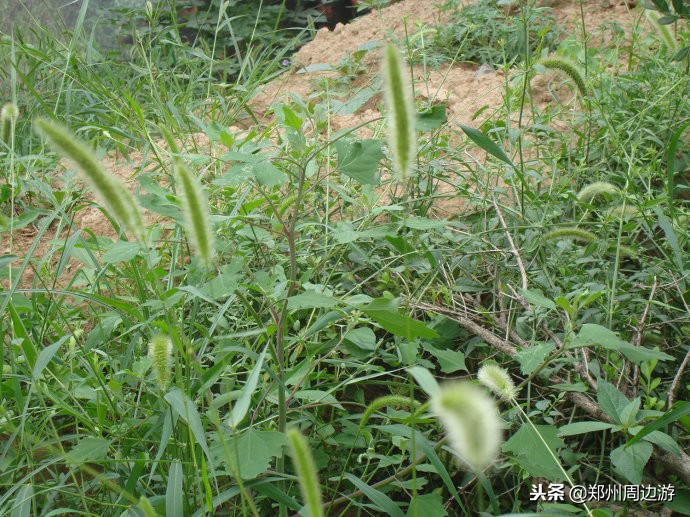 瞻仰杜甫故里感悟,拜谒杜甫