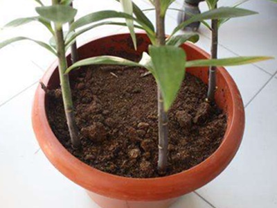 百合花是不是开完花就枯萎了,百合花开完花怎么扦插