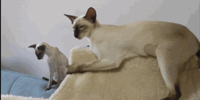 挖煤猫暹罗猫和布偶猫哪个贵,挖煤工暹罗猫幼猫