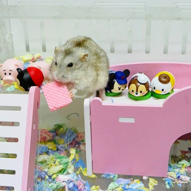 仓鼠养的太多了怎么办,仓鼠怎么养教你学会养鼠技巧