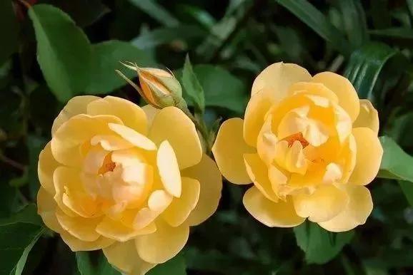 100种玫瑰图片大全,100种玫瑰鲜花你认识吗