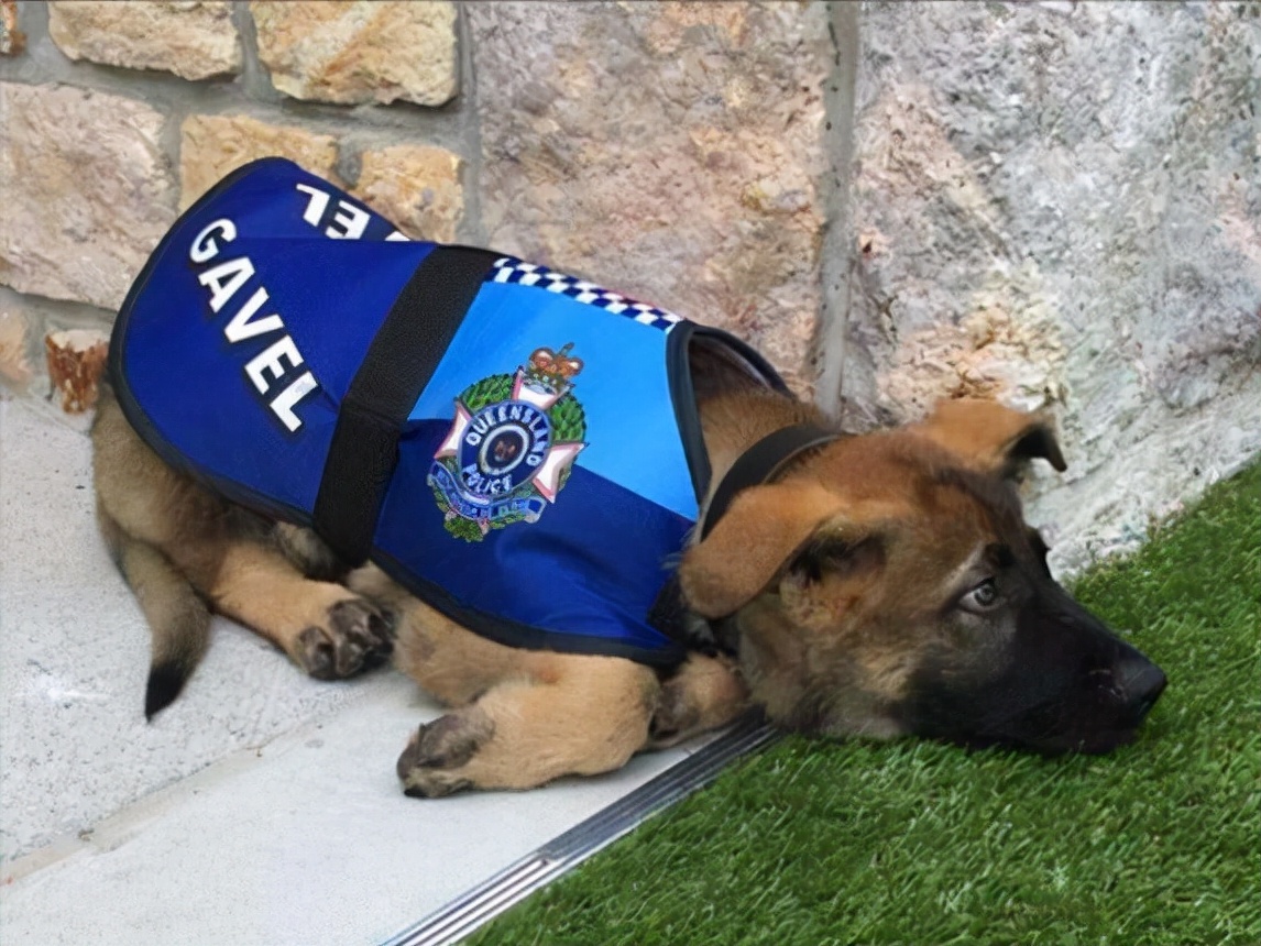 为啥不是所有的狗都适合当警犬,为什么大部分的狗不适合当警犬