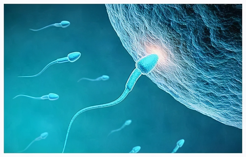 小蝌蚪为什么不吃东西了,小蝌蚪不正常的原因