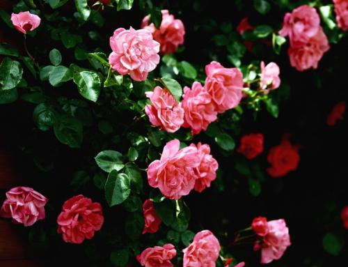 花语大全100种花的花语,100种象征着爱情的花的花语