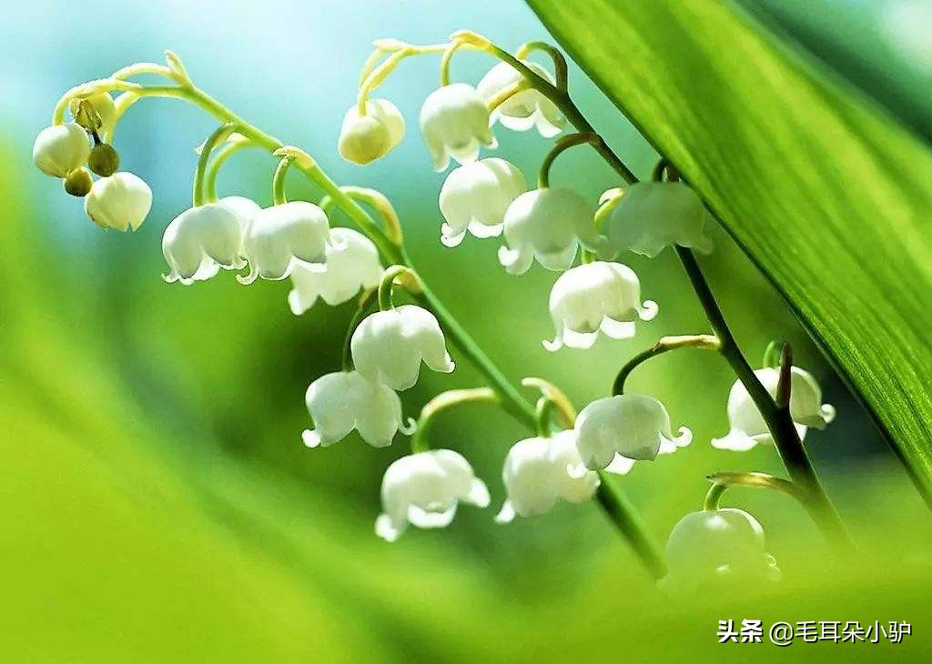 春风一阵至，敢与百花争，各国民族文化和精神象征的国花（8）