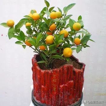金桔不掉叶怎么办,年前买回盆栽金桔年后怎么种