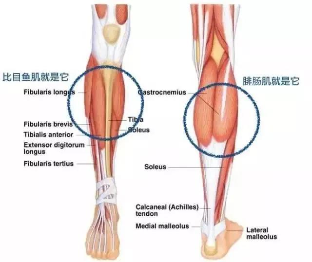 小腿粗壮弯曲不直是什么原因,小腿太粗是经常跑步的原因吗