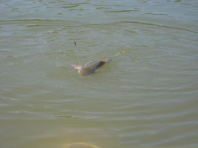 在两广地区，只要有此鱼存在的水域，钓鱼人断竿切线是常有的事