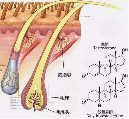 爸妈不脱发舅舅脱发会遗传吗,父亲35岁脱发算遗传吗