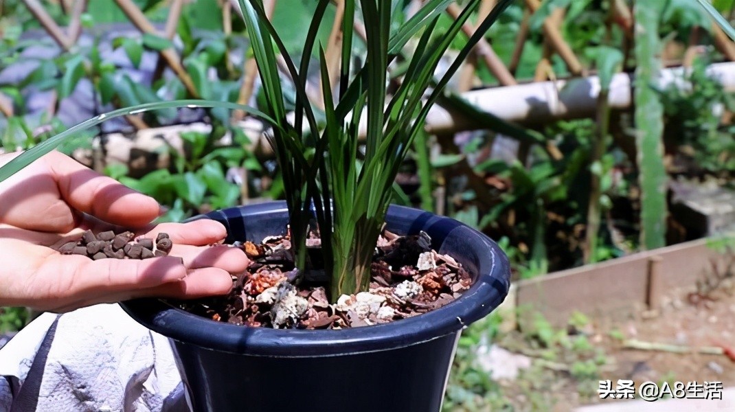 蒙山之春此花浓妆艳抹，彩块鲜红，是养兰人争相收藏的精品