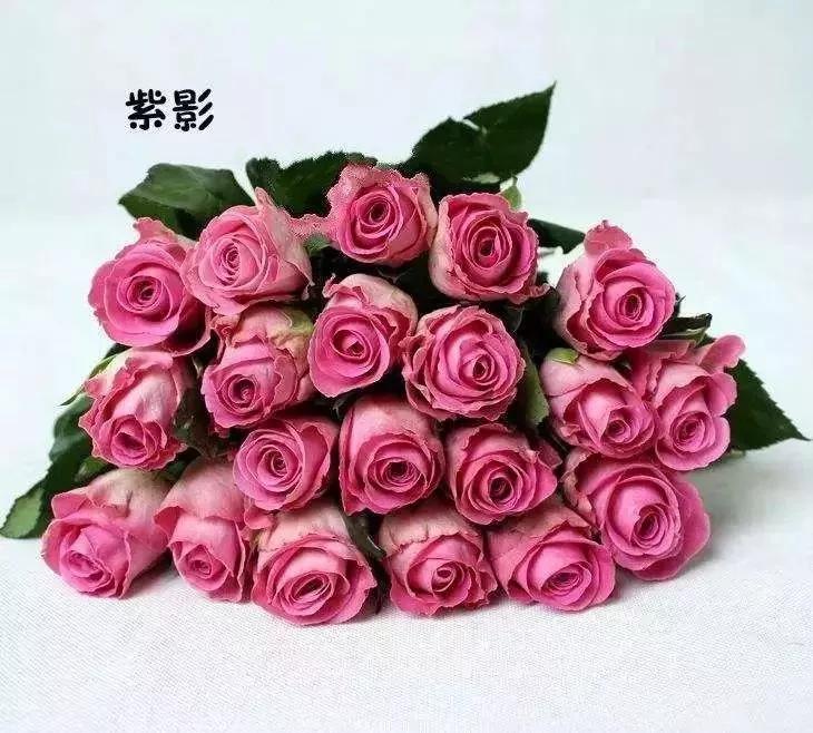 给大家介绍一下玫瑰品种,玫瑰的品种及特点介绍