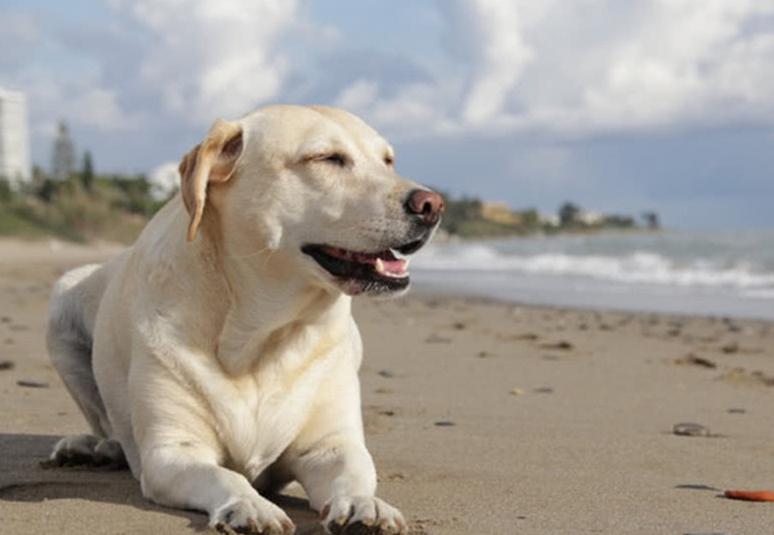 比较温顺善良的狗狗品种有哪些,温顺好养的狗狗中大型犬