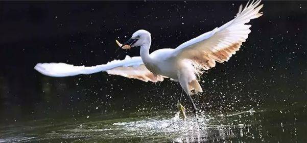 美的鹭湖99元3房一厅主题公寓,美的鹭湖附近公寓