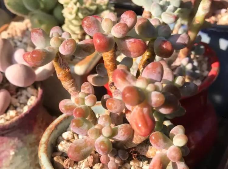 网购多肉老桩心欢喜，上盆时却犯了愁，应该怎么操作？