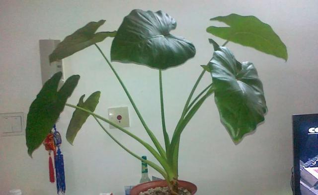 怎么养护滴水观音,养护滴水观音