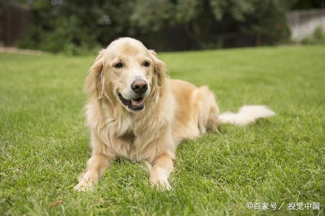 金毛和拉布拉多为什么不一样,金毛和拉布拉多哪个更友好聪明