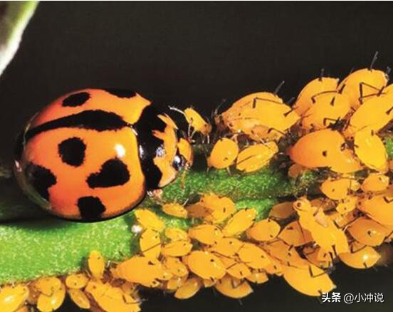 瓢虫斑点图,瓢虫身上的斑点有什么作用