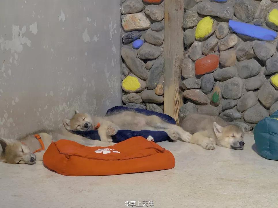 天津海昌极地海洋世界年票,天津海昌极地海洋99票价真实性