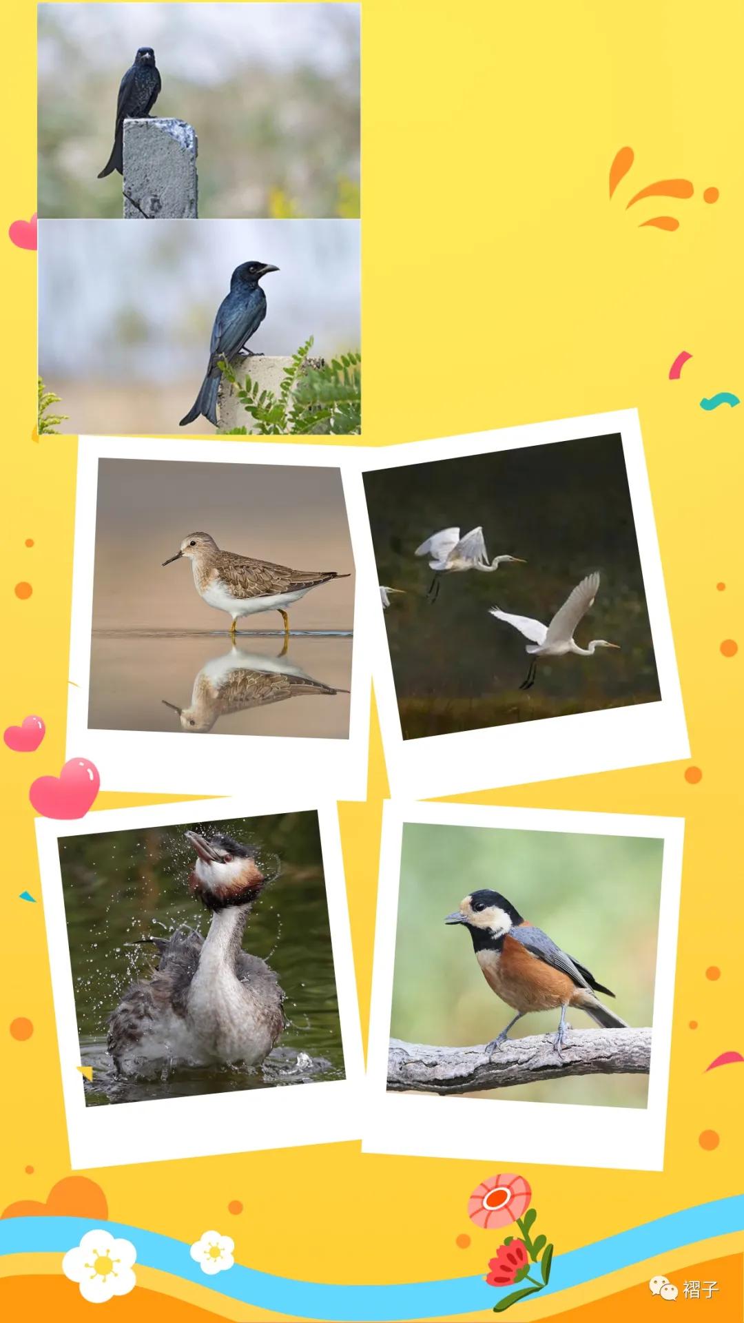 带上单筒望远镜吧！去南汇