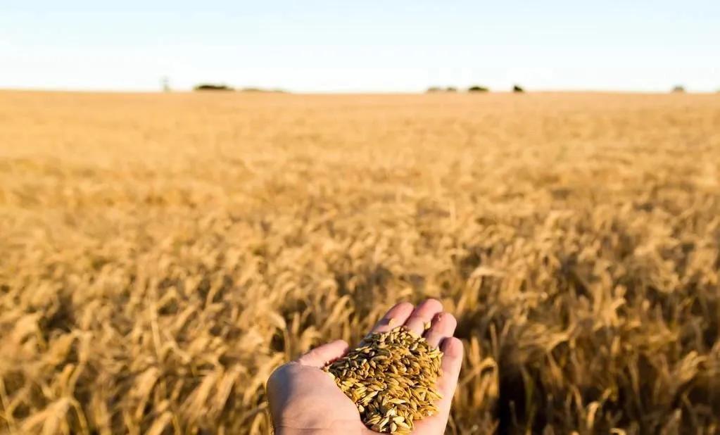 故乡的庄稼图片,故乡的生态庄稼