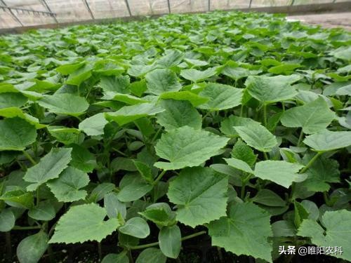 蔬菜种植如何防治蚜虫,蔬菜种植怎样防虫害