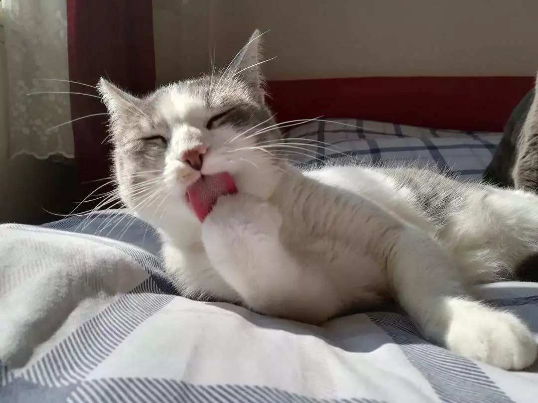 剪掉猫咪胡须对猫咪有影响吗,猫咪胡须不小心剪了会长吗