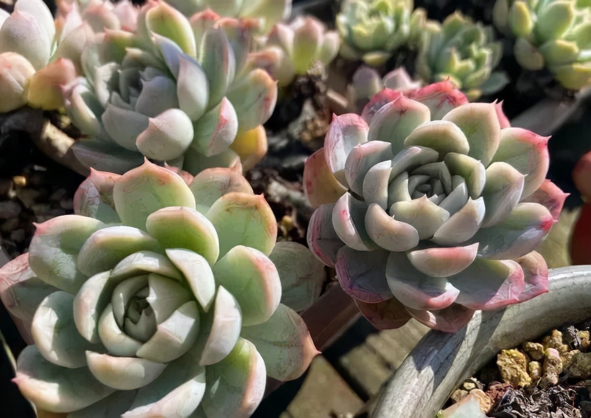 又到了晒肉的季节了,浙江一年一度晒肉季