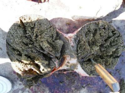 肉牛流行热症状与治疗,肉牛呼吸快喂什么药