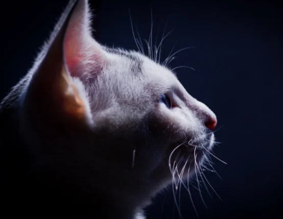 王者荣耀101星段位图片,荣耀王者101星能打职业吗