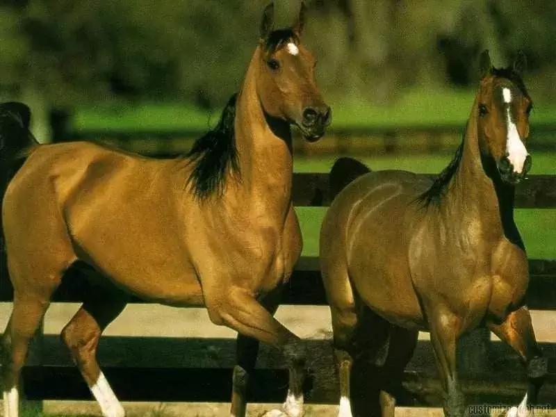 天马西来：游走在神话与真实之间的汗血宝马