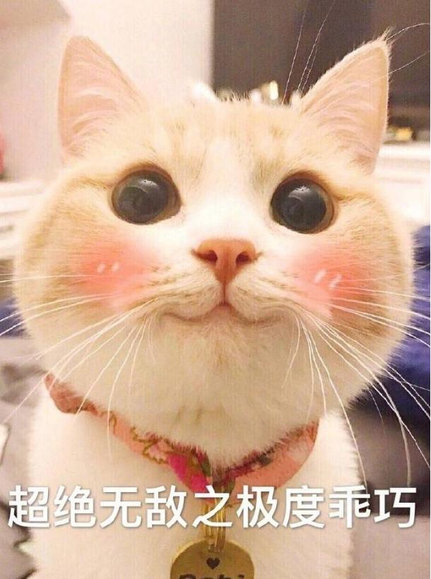 养猫的铲屎官一定要注意除癣,准备养猫的人看的视频