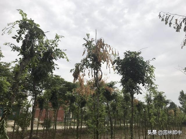皂角树枯萎病原因,刚栽的皂角树叶子枯萎怎么办