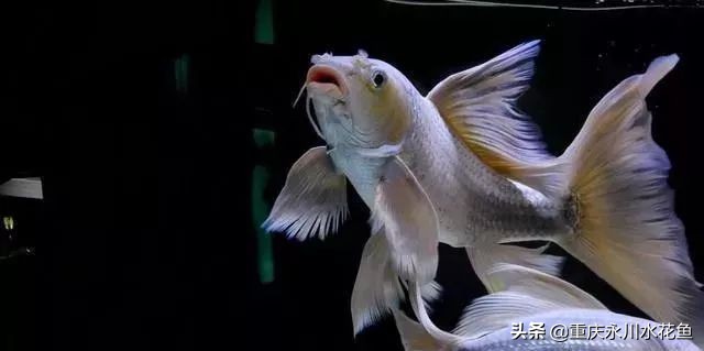 普身蝴蝶鲤和龙凤锦鲤的区别,龙凤锦鲤和蝴蝶锦鲤哪个更贵