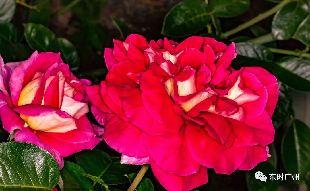 东时国际|来自数万人推荐的韩国进口面膜