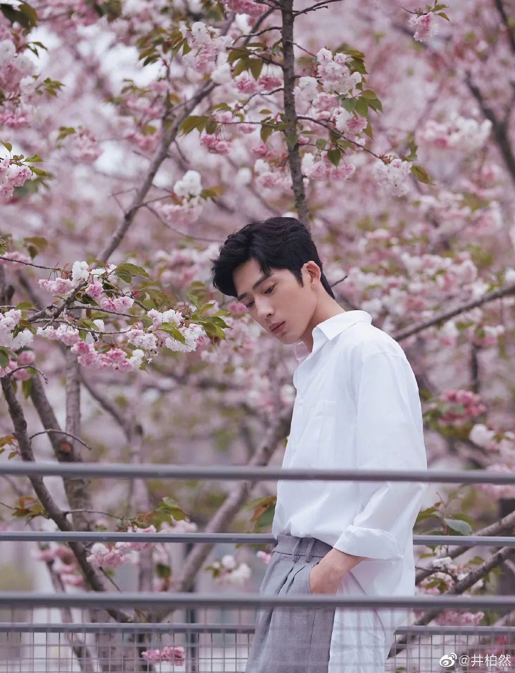 杨颖樱花与精灵妆拼图,刘嘉玲樱花美照