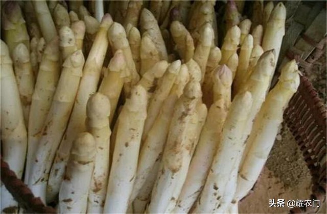 白芦笋的种植方法和时间,芦笋怎样种植比较好吃