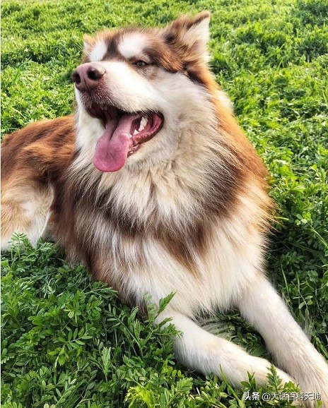 雪橇三傻很聪明,雪橇三傻十分的可爱