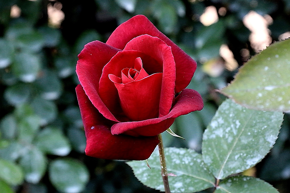 山楂树口琴吹奏g调,复音口琴演奏山楂花