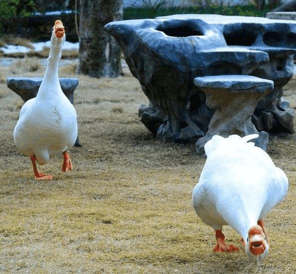 为什么黄鼠狼最怕小鸡,为什么蛇和黄鼠狼怕大鹅