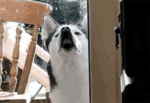 宠物猫粮销量上涨,猫粮一年卖9000万