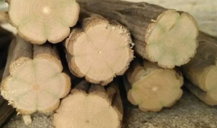 带刺的降龙木值钱吗,降龙木为啥比黄金贵